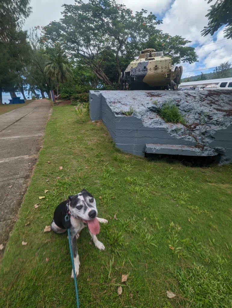 Dog resting on grass in front of a World War II Japanese tank along Beach Road sidewalk in Saipan with ocean visible through trees in background.
