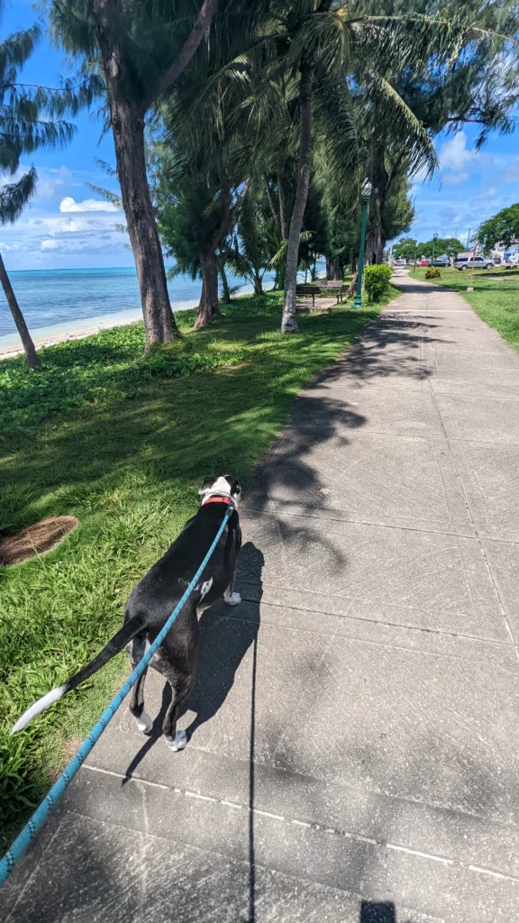 Dog walking along Beach Rd walkway in Saipan